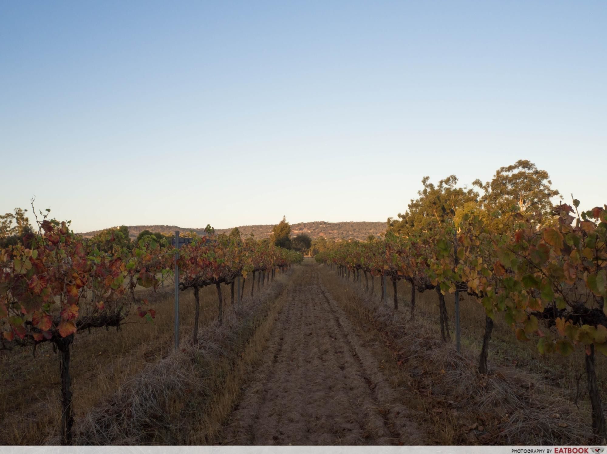 swan valley - vineyard 1