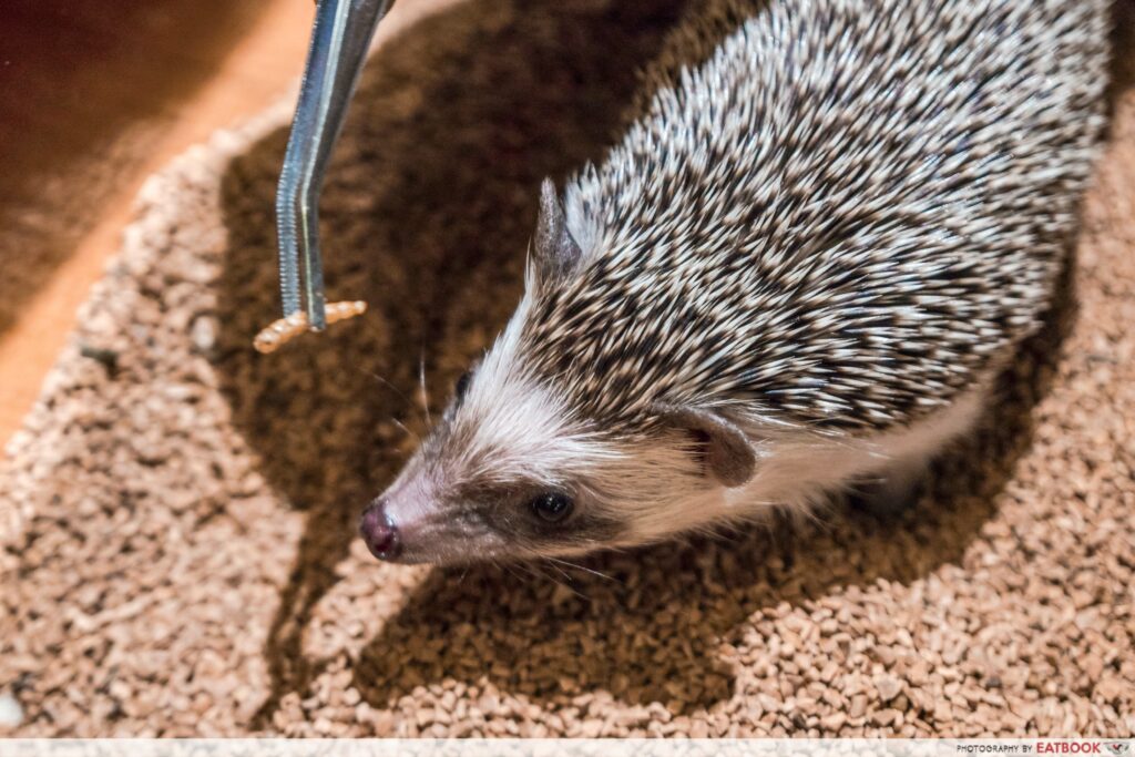 HEDGEHOG CAFE (JAPAN)-food