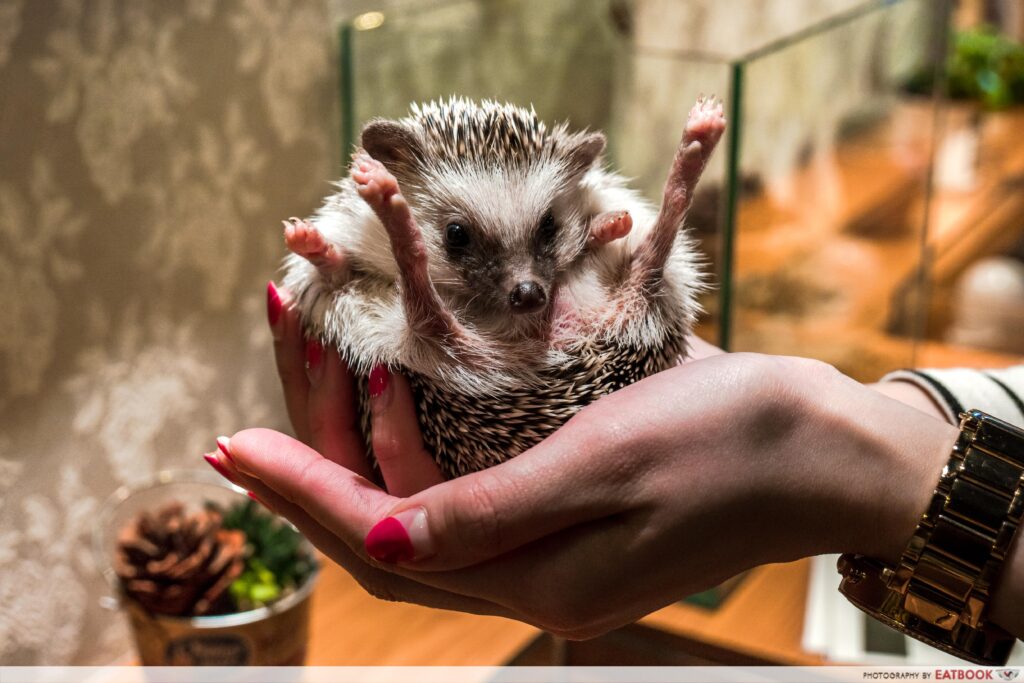 HEDGEHOG CAFE (JAPAN)-hold