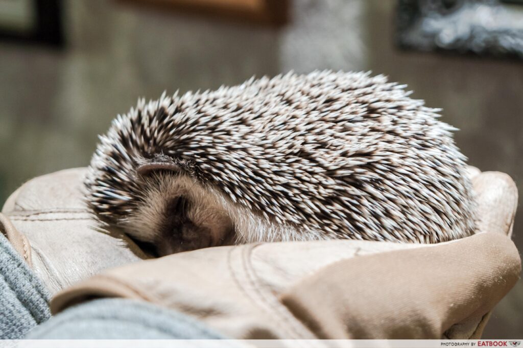 HEDGEHOG CAFE (JAPAN)-sleep