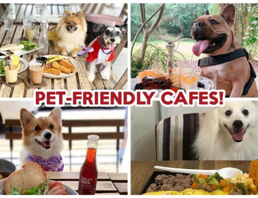 Pet-Friendly Cafe - Featured image