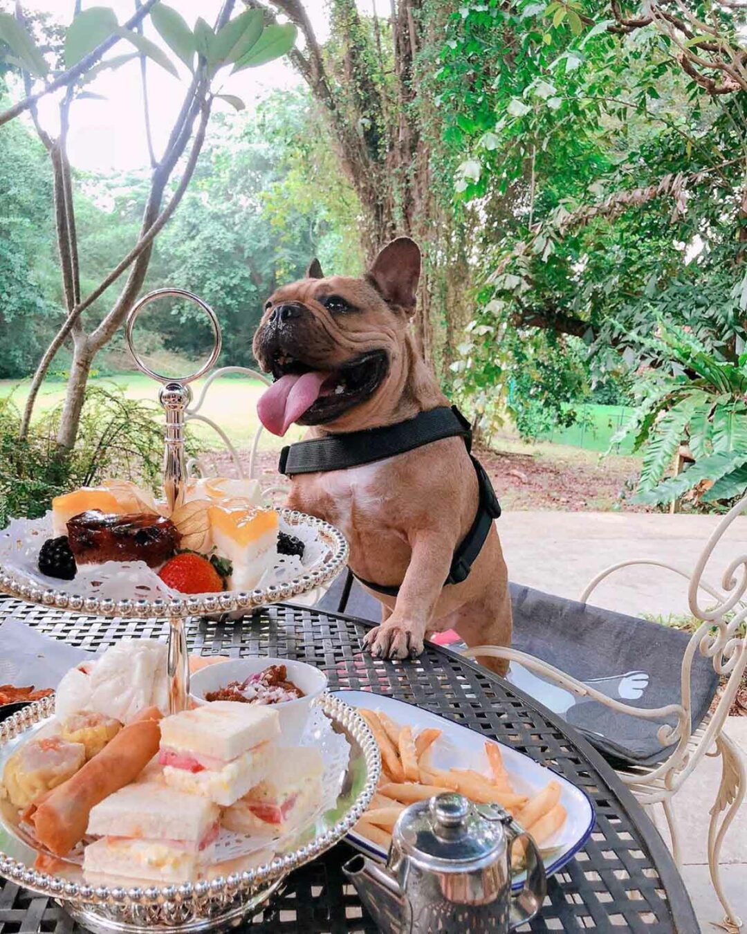 8 Pet-Friendly Cafes In Singapore With Food For Both You And Your Dog