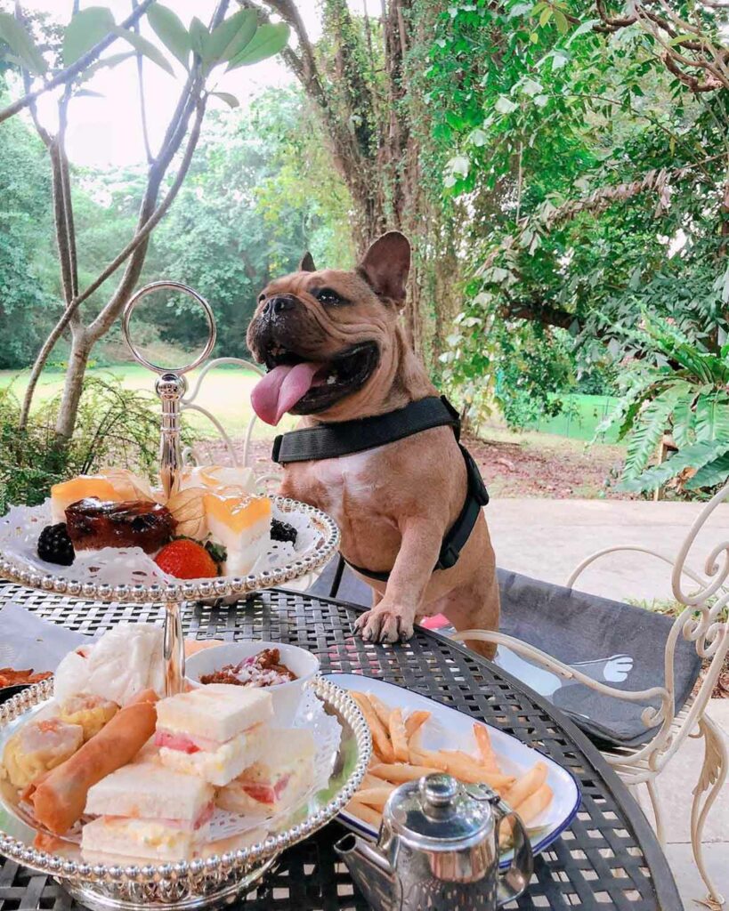 Pet-Friendly Cafe - The Coastal Settlement dog