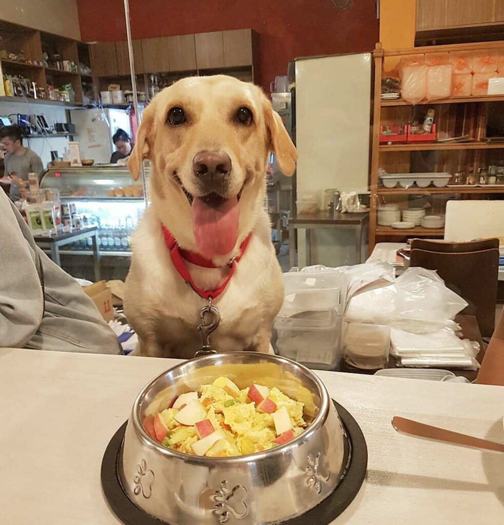 Pet-Friendly Cafe - The Garden Slug dog