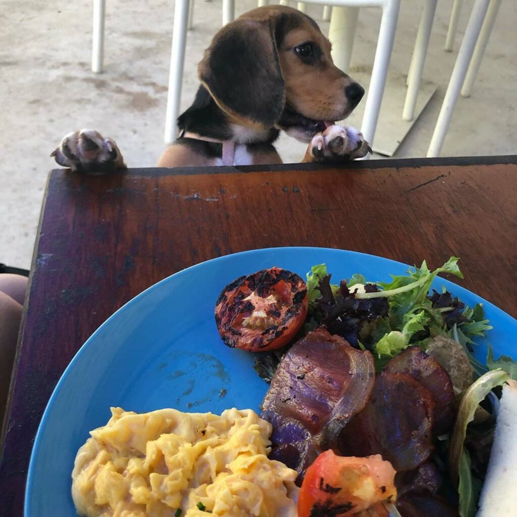 Pet-Friendly Cafe - Wheeler's Yard dog