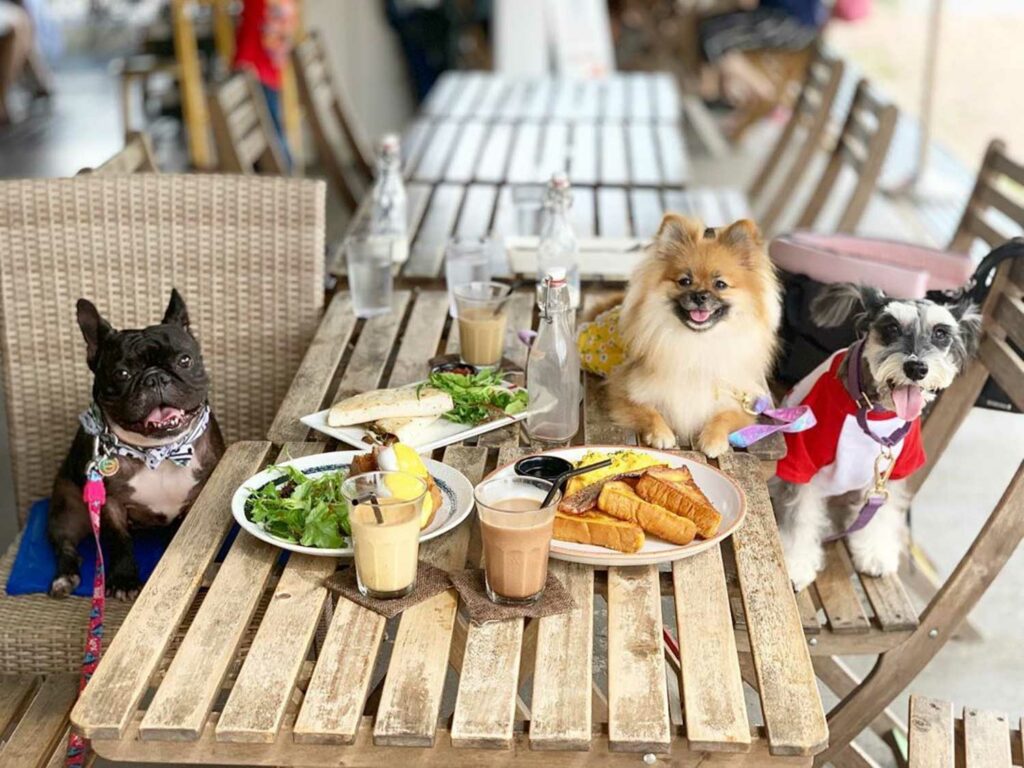 Pet-Friendly Cafe - Whisk and Paddle dogs