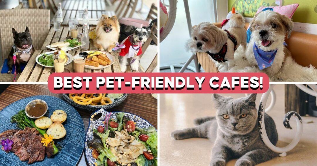 pet-cafe-featured-image