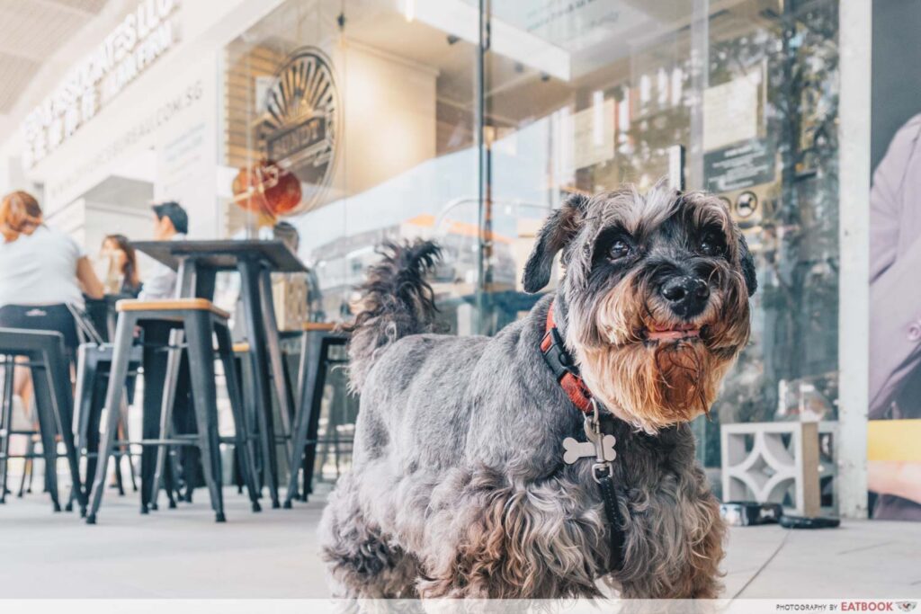 BUNDT By The Backyard Bakers Review Sea Salt Brownies, Molten Lava