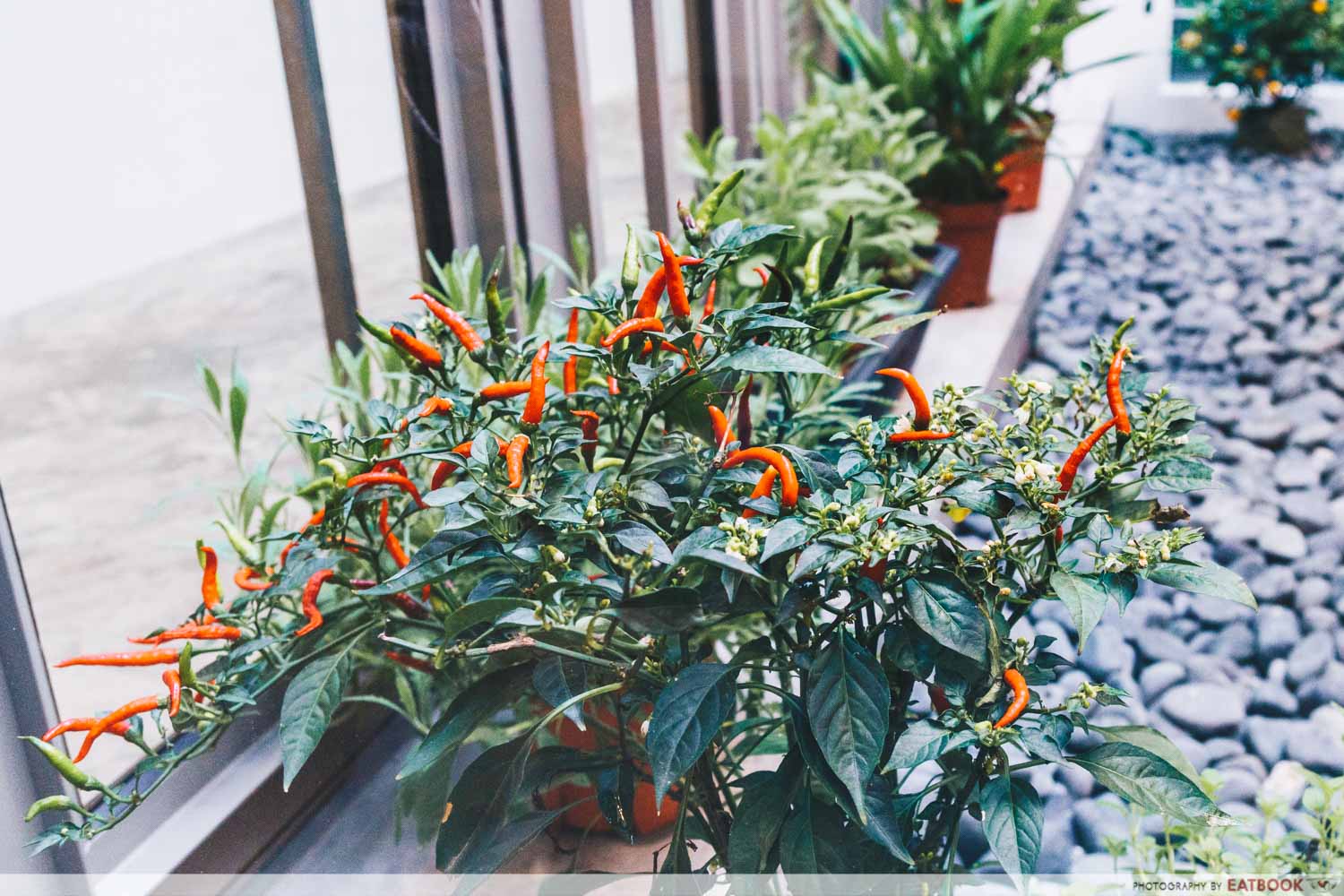 Monarchs & Milkweed Gelato - Mini Garden