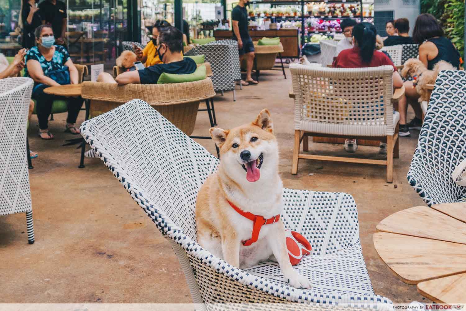 dog al fresco canopy