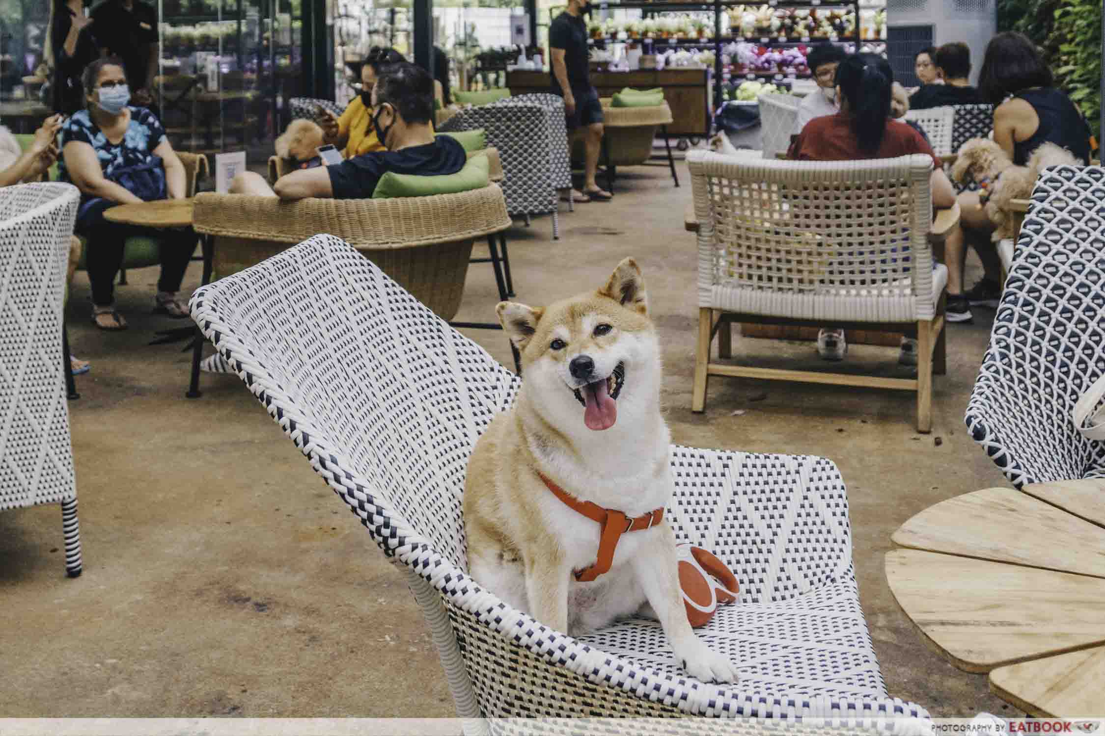 Canopy HortPark Review: Pet-Friendly Garden Cafe With Truffle Ikura Pasta And More