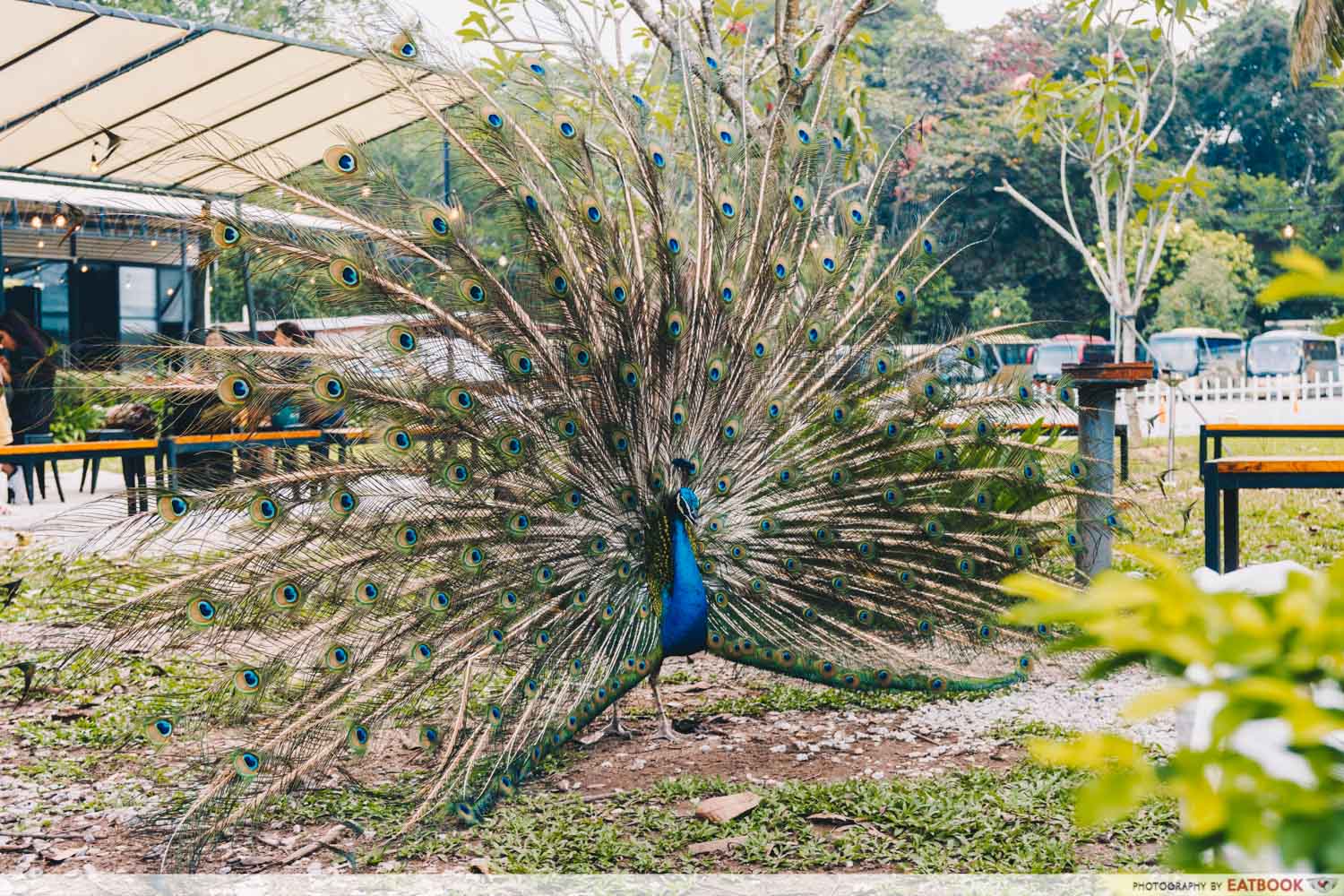 Three Peacocks - Pracock