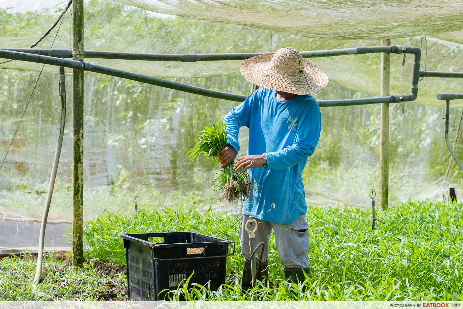 yili-farm-harvesting-1