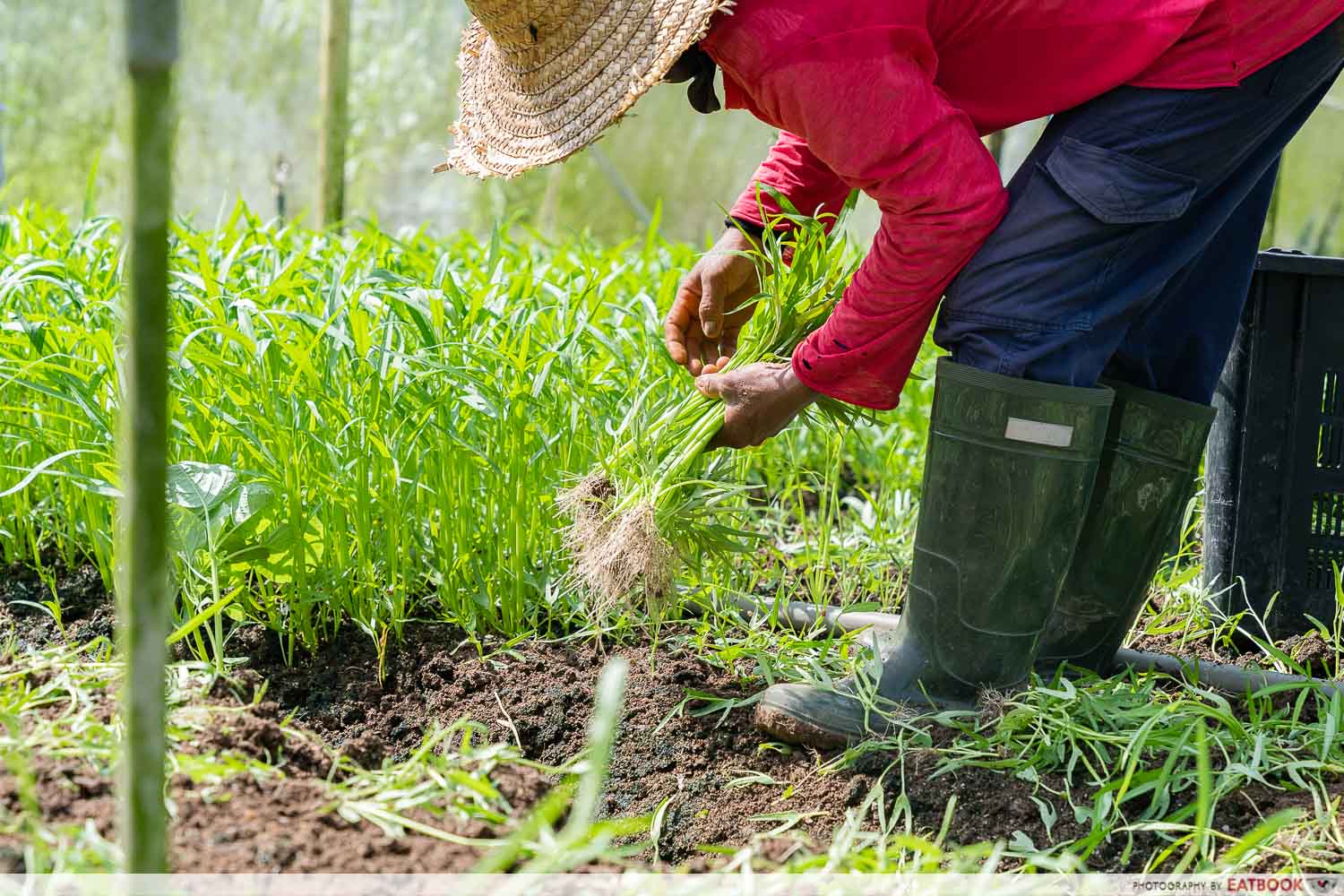 yili-farm-harvesting-2