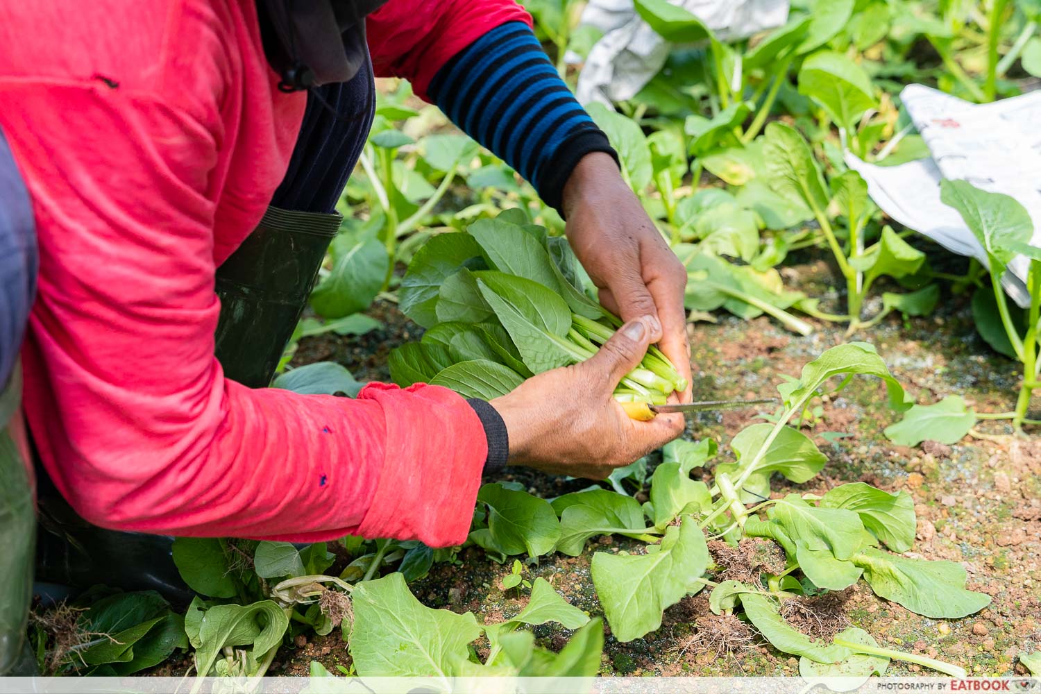 yili-farm-harvesting-3