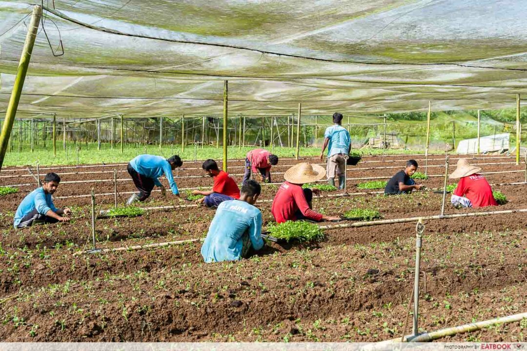 Yili Farm: Gen Z Farmers Behind Local Supermarket Veggies | Eatbook.sg