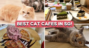 10 Cat Cafes Where You Can Have Coffee With British Shorthairs, Ragdolls And More