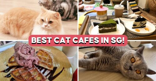 cat-cafes-coverinmg