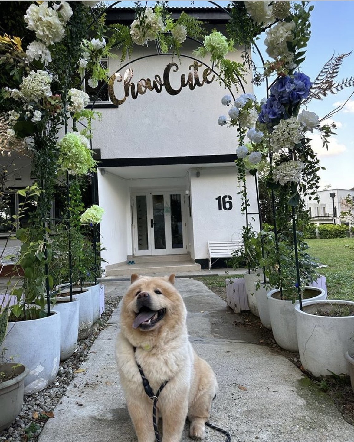 best-dog-cafes-chow-cute-cafe