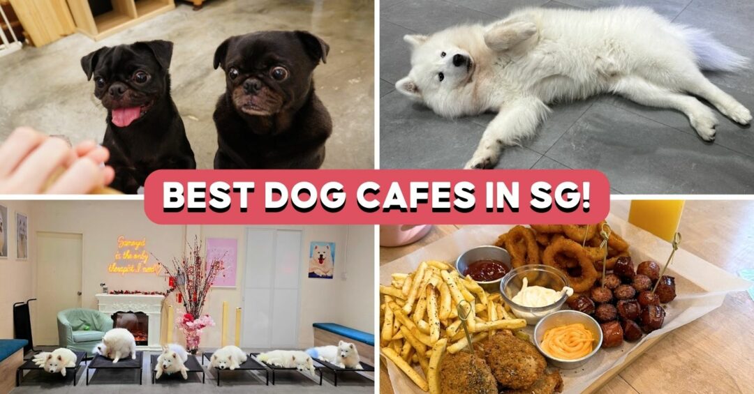 best-dog-cafes-feature-image