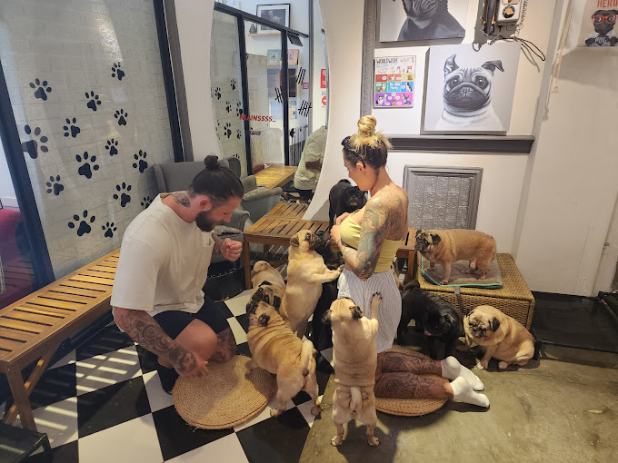 best-dog-cafes-what-the-pug