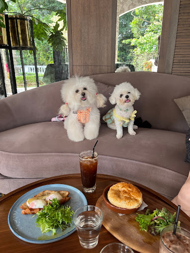 pet-friendly-cafes-wildseed-alkaff