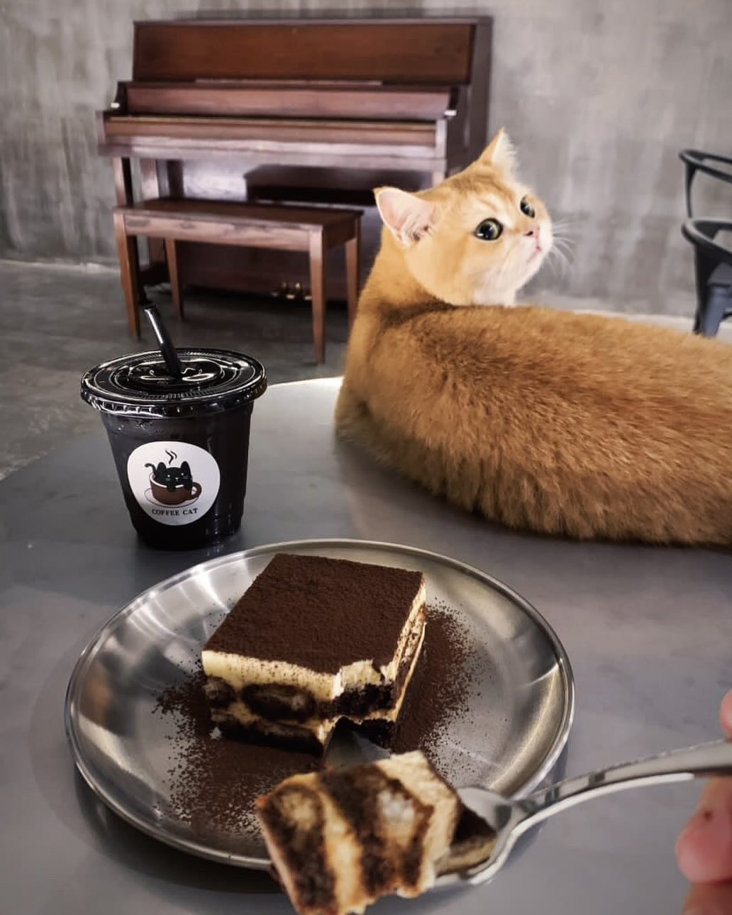 Johor-Bahru-Dog-And-Cat-Cafe-Coffee-Cat-House