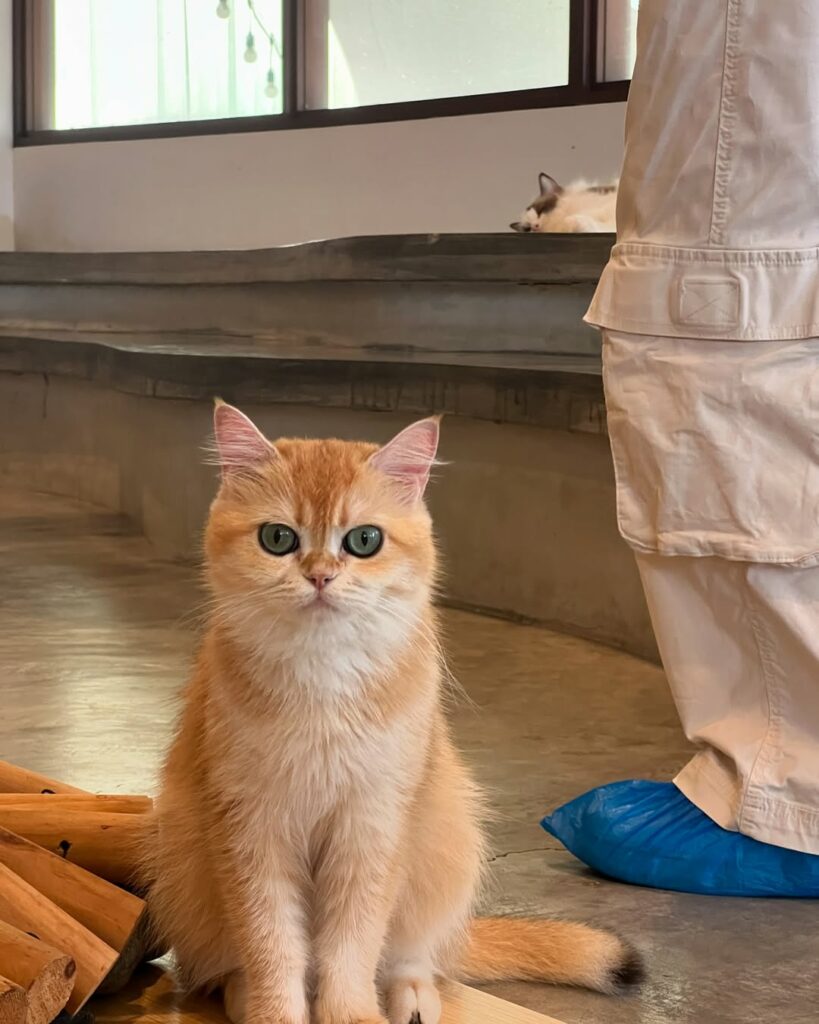 home-by-tales-of-paws