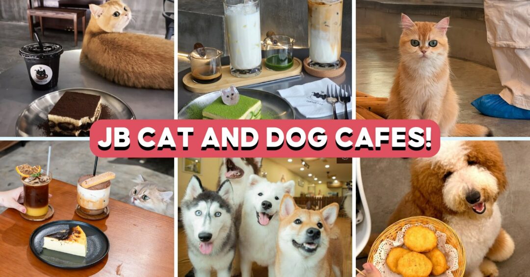 jb-dog-cat-cafe-cover