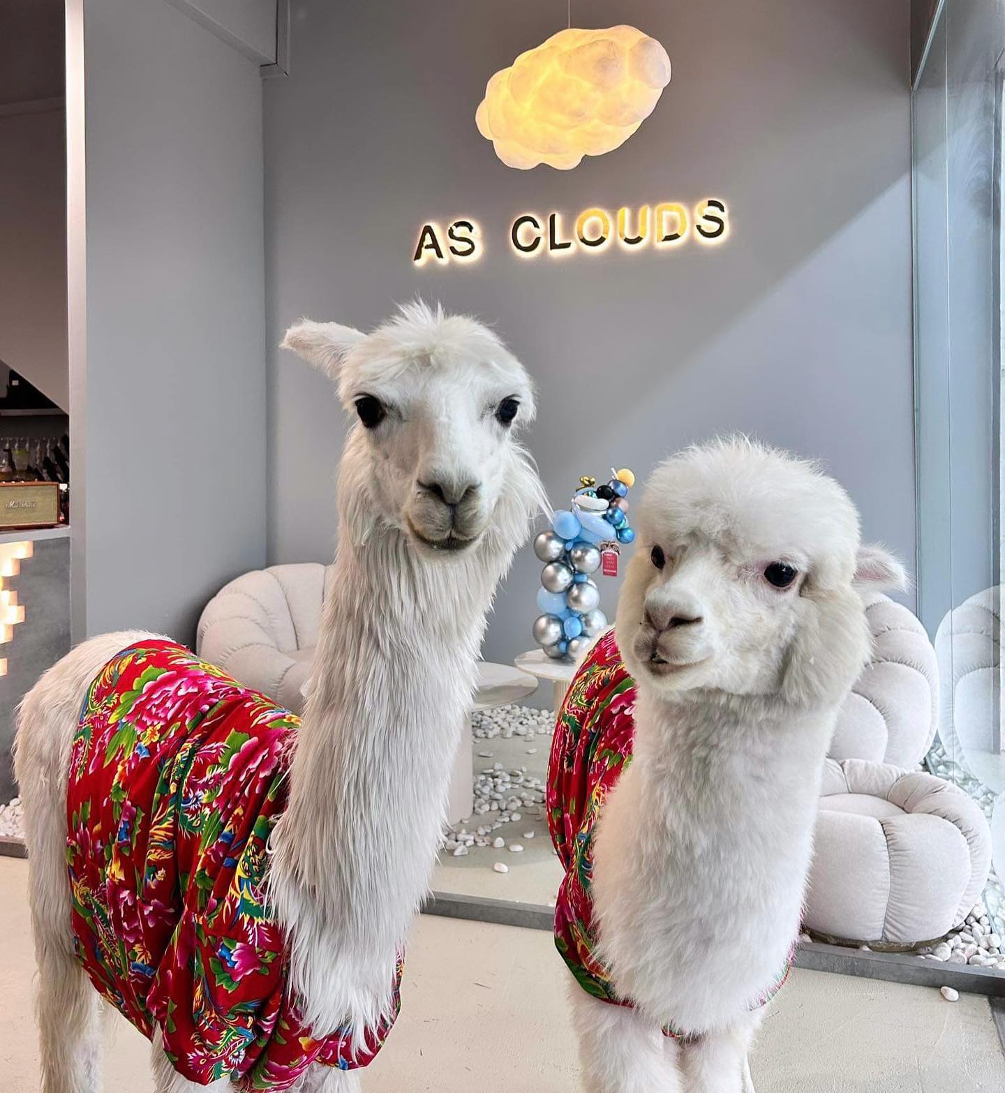 as clouds alpaca cafe - new cafes jb
