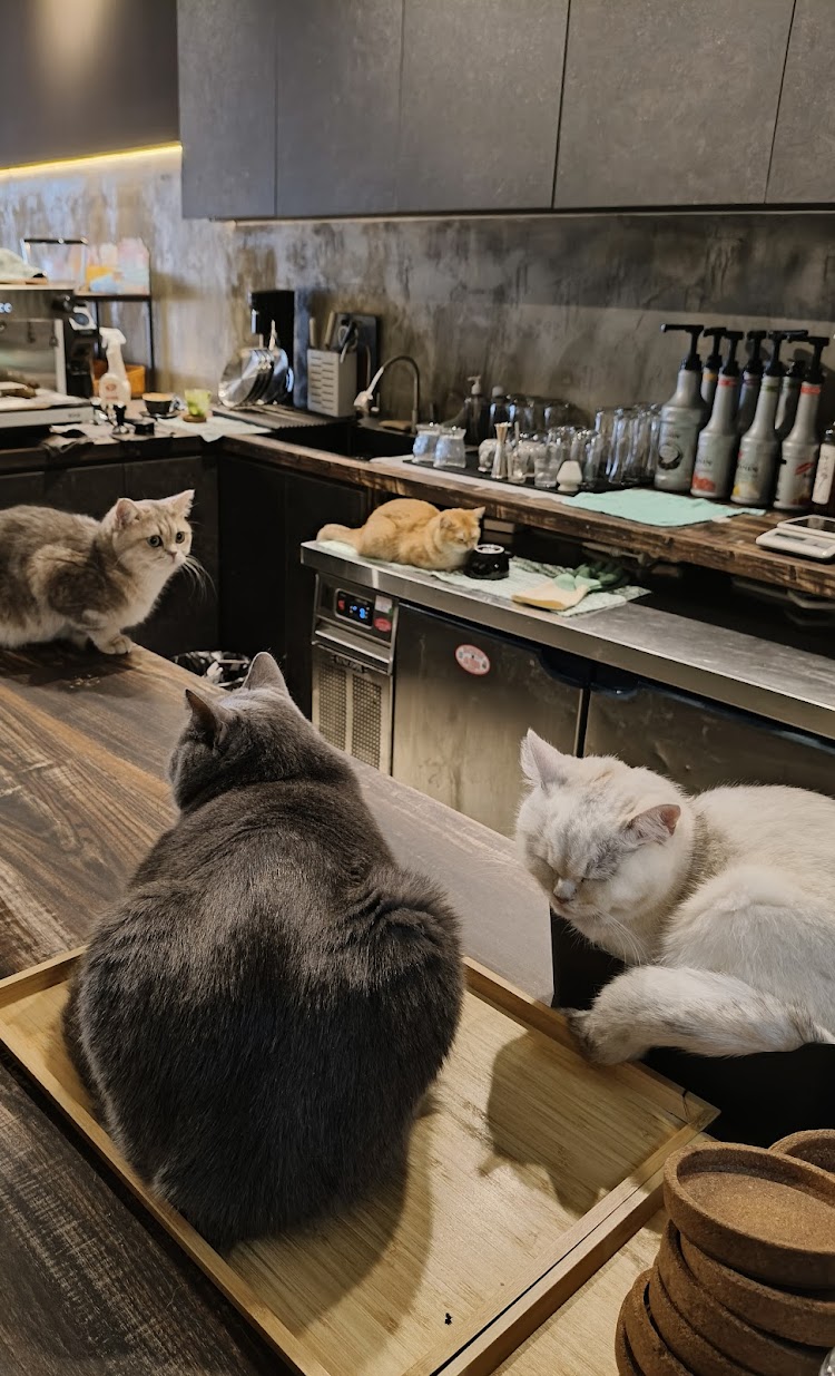 coffee-cat-house-ambience