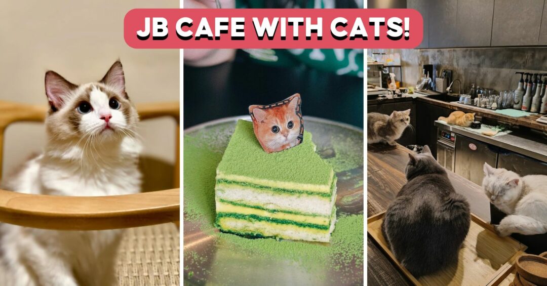 coffee-cat-house-feature-image