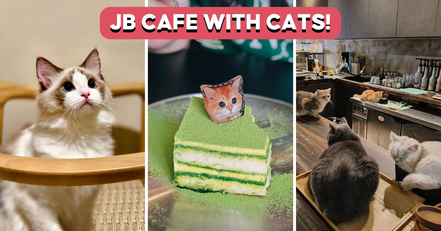 coffee-cat-house-feature-image