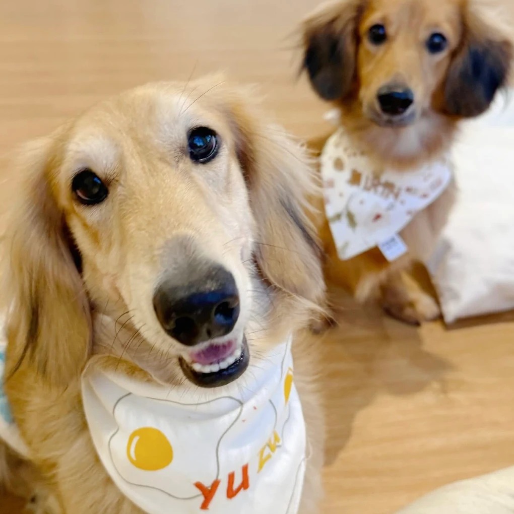 dachshund-and-friends