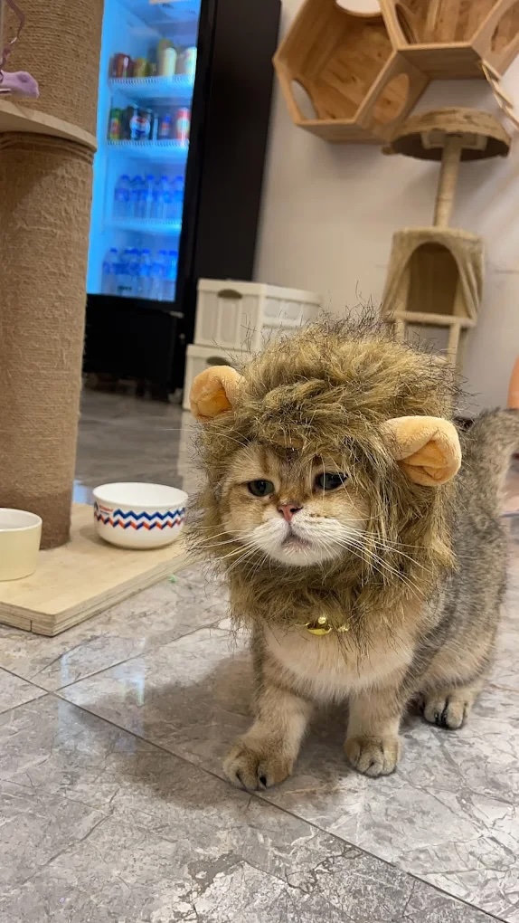 ak-zai-lok-lok-cat-cafe