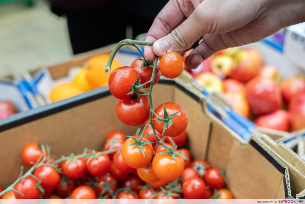pawfect-fruit-buffet-tomatoes-closeup