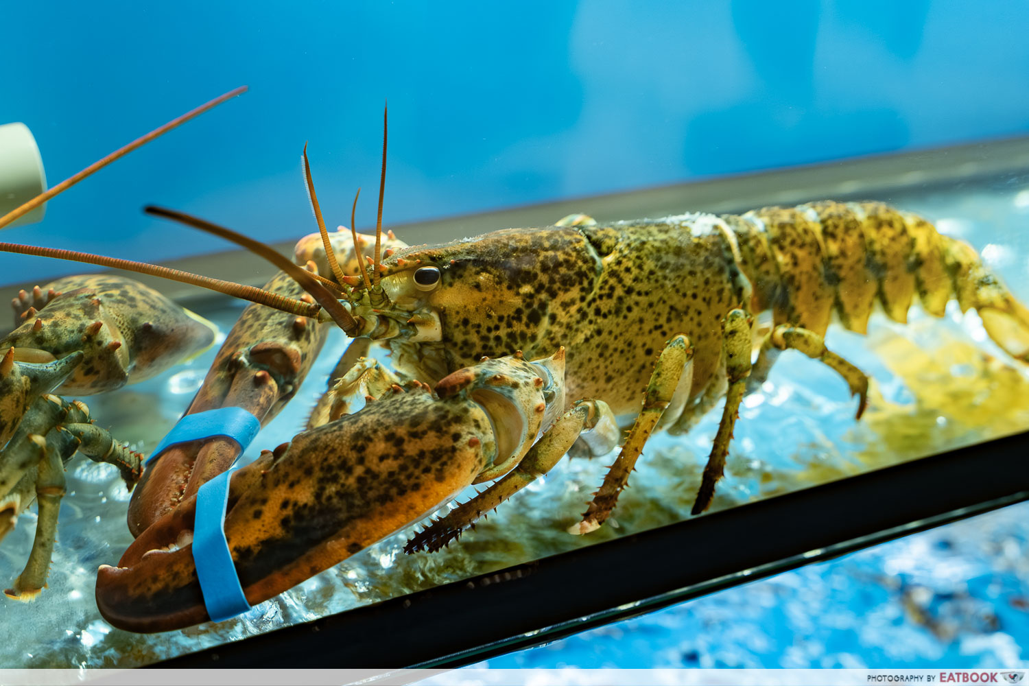 a-price-lobster