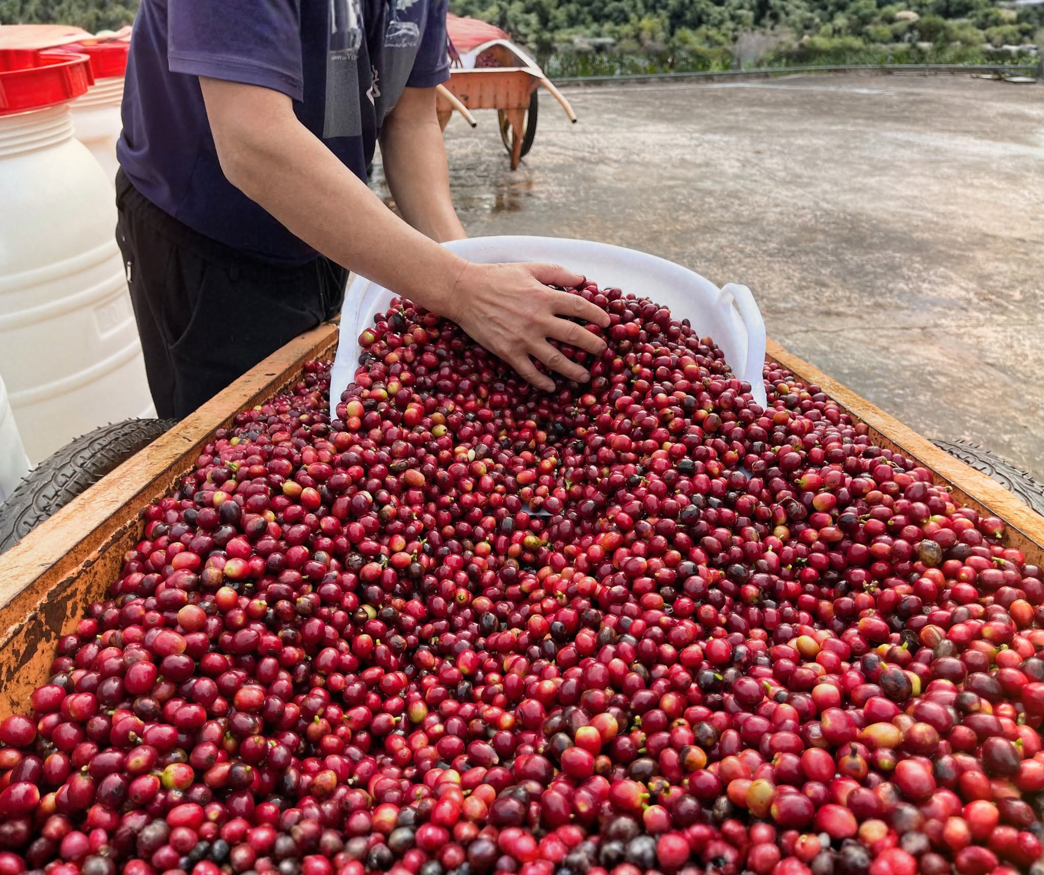 Singapore Coffee Week 2026-yorz coffee