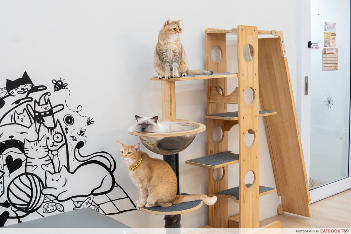 chucky-cat-cafe-cats