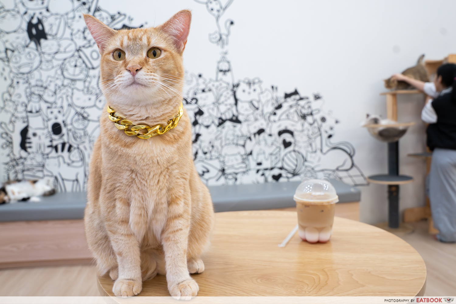 chucky-cat-cafe-flatlay