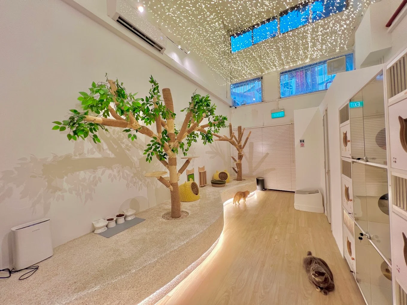 gem-cat-cafe-ambience